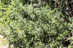Condalia spathulata