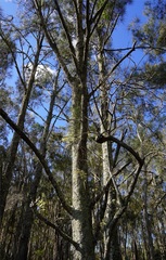 Dendrobium teretifolium