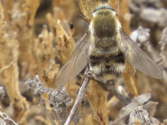 Heterostylum robustum