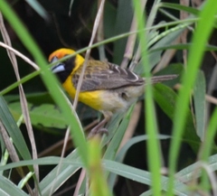 Pachyphantes superciliosus