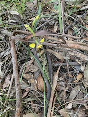 Diuris maculata