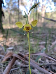 Diuris maculata