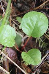 Pyrola rotundifolia