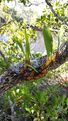 Dendrobium monophyllum