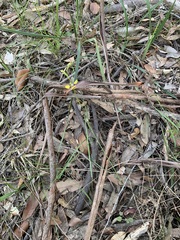 Diuris maculata