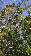 Dendrobium monophyllum