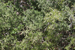 Condalia spathulata
