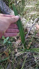 Cryptostylis