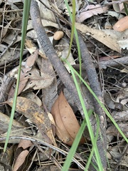 Diuris maculata