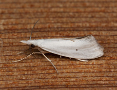 Eucalantica polita