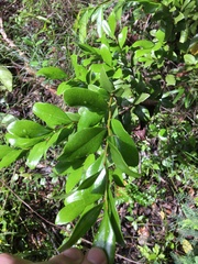 Xylosma buxifolia