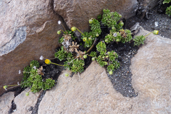 Haplopappus glutinosus