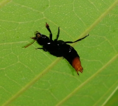 Xanthopygina