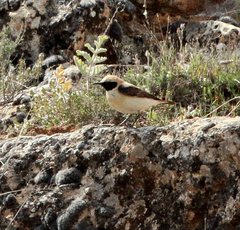 Oenanthe hispanica