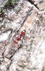 Lophostigma
