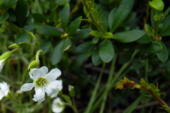 Berberis microphylla