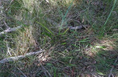 Cryptostylis