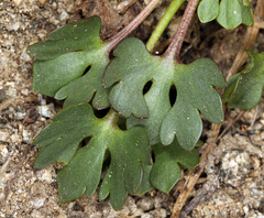 Ranunculus eschscholtzii oxynotus