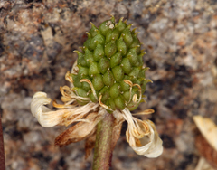 Ranunculus eschscholtzii oxynotus
