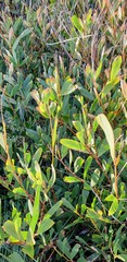 Acacia longifolia sophorae
