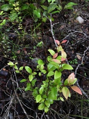 Xylosma buxifolia