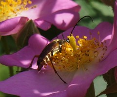 Typocerus