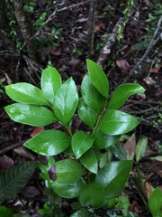 Xylosma buxifolia