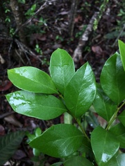 Xylosma buxifolia