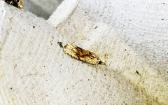 Eucosma ochrocephala