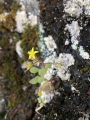 Sedum stellariifolium