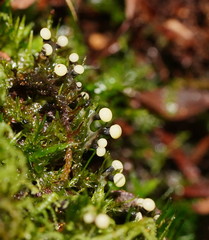 Elaeomyxa cerifera