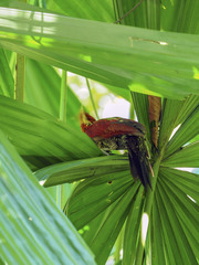 Chrysophlegma miniaceum