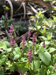 Polygala tatarinowii