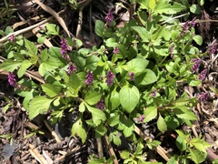 Polygala tatarinowii