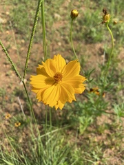 Coreopsis auriculata