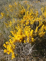 Acacia spinescens