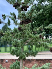 Pinus parviflora