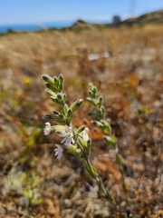 Silene scouleri scouleri