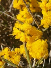 Acacia spinescens