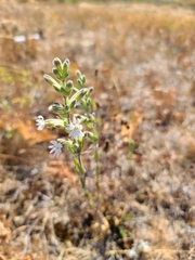 Silene scouleri scouleri