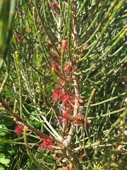 Allocasuarina muelleriana