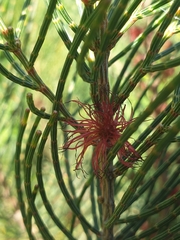 Allocasuarina muelleriana