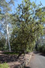 Banksia integrifolia compar