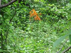 Lilium distichum