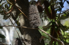 Banksia integrifolia compar