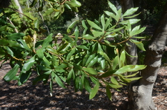 Banksia integrifolia compar