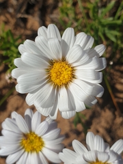 Minuria leptophylla