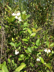 Zenobia pulverulenta