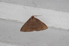 Zanclognatha lunalis