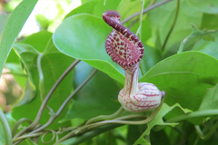 Aristolochia triangularis